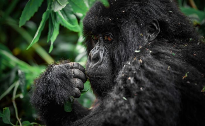 Ethical Gorilla Trekking Tips for Rwanda