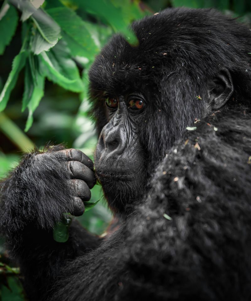 Best Things to Do in Rwanda