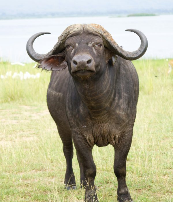 Kidepo Valley National Park