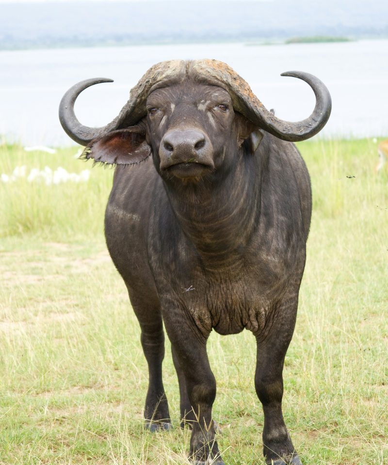 Kidepo Valley National Park
