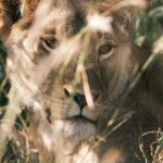 Samburu vs Masai Mara Samburu vs Masai Mara