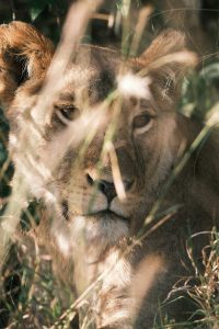 Samburu vs Masai Mara