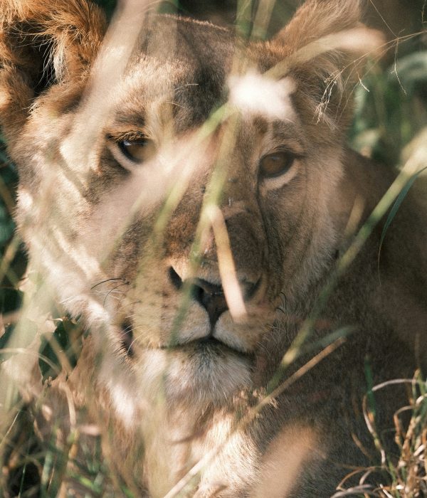 Samburu vs Masai Mara