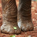 Best Time to Visit Kenya Best Time to Visit Kenya