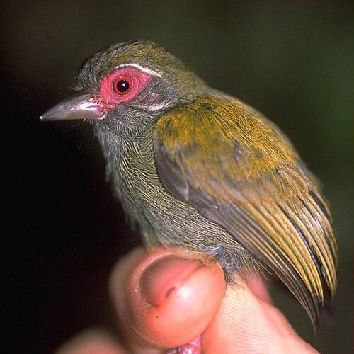 African biculate African biculate