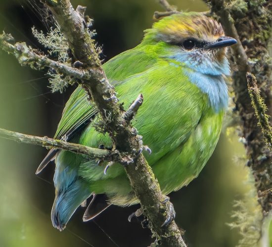 Gaurwers broadbill Gaurwers broadbill