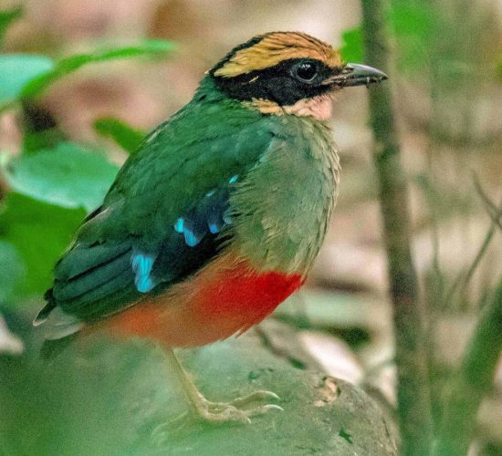 Green breast pitta Green breast pitta