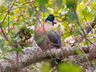 Rwenzori Turaco Rwenzori Turaco