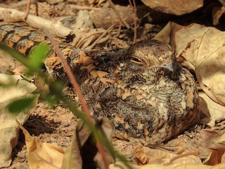 Standard-winged Nightjar Standard-winged Nightjar