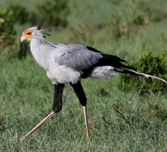 Secretary Bird Secretary Bird