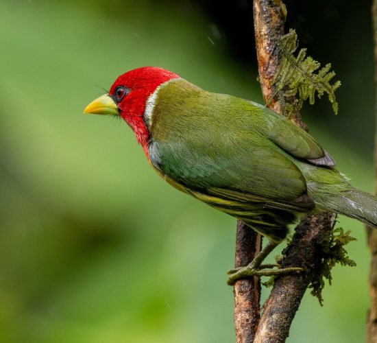Red-faced Barbet Red-faced Barbet