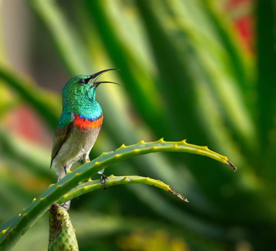 Double collared sunbird Double collared sunbird