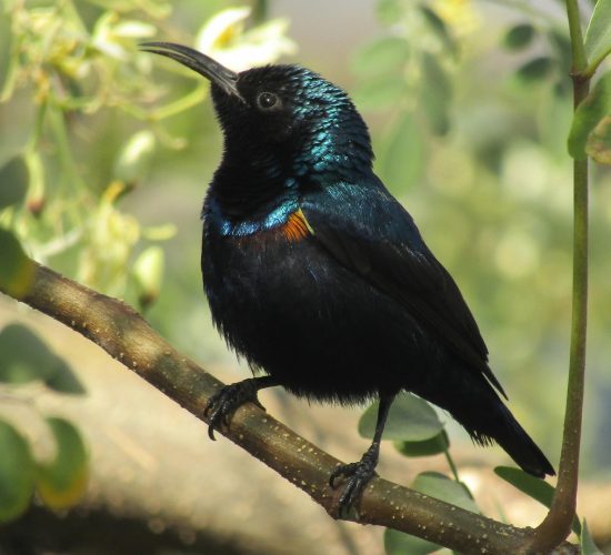 Purple-breasted Sunbird Purple-breasted Sunbird