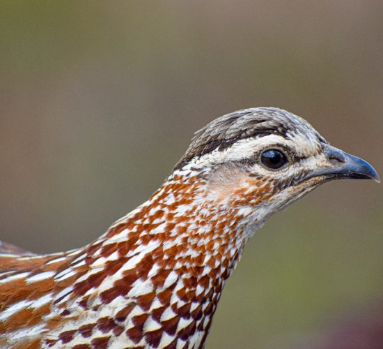 Nahan’s Francolin Nahan’s Francolin